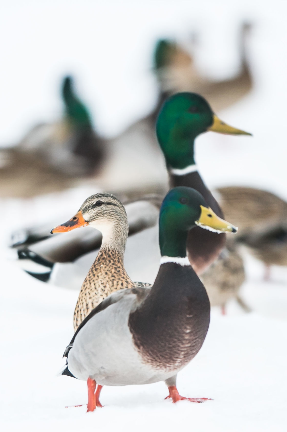 Ducks